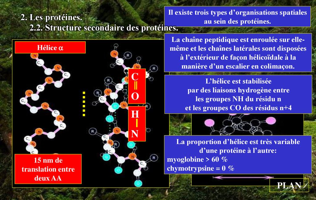 Chapitre Titre Les Prot Ines Ppt T L Charger